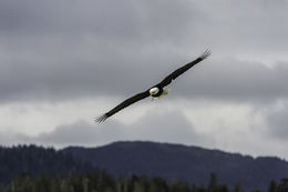 Imagem de Haliaeetus leucocephalus (Linnaeus 1766)