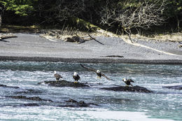 Imagem de Haliaeetus leucocephalus (Linnaeus 1766)