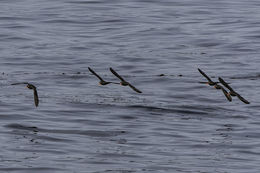 Image of Black Oystercatcher