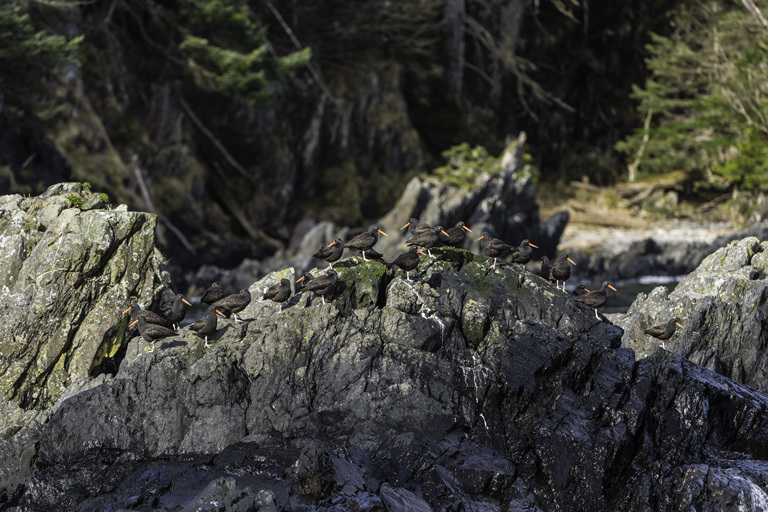 Image of Black Oystercatcher