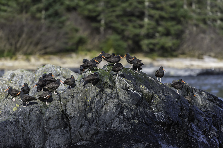 Image of Black Oystercatcher