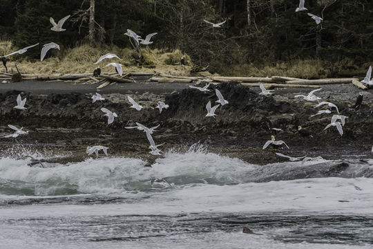 Image of Glaucous Gull