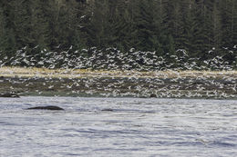 Image of Glaucous Gull