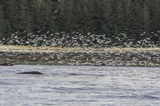 Image of Glaucous Gull