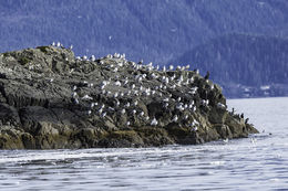 Image of Glaucous Gull