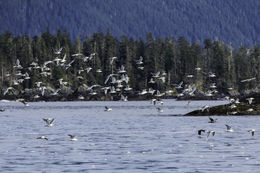 Image of Glaucous Gull