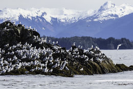 Image of Glaucous Gull