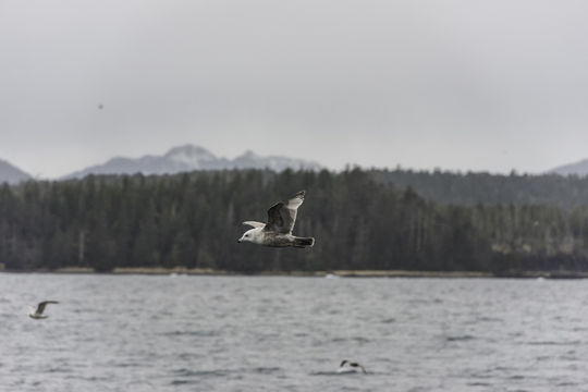 Image of Glaucous Gull