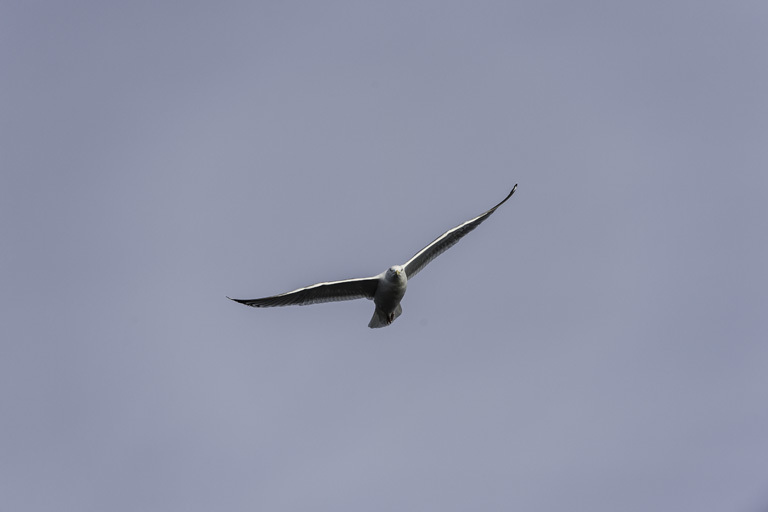 Image of Glaucous Gull