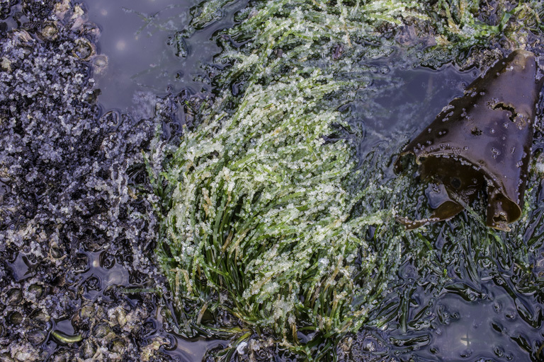 Image of Pacific herring