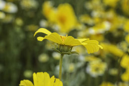 Image of leafstem tickseed