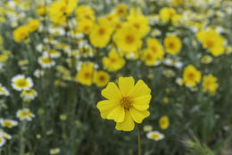 صورة Coreopsis calliopsidea (DC.) A. Gray