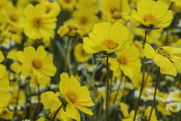 صورة Coreopsis calliopsidea (DC.) A. Gray