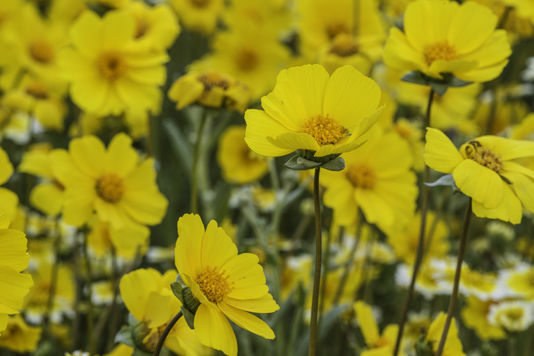 صورة Coreopsis calliopsidea (DC.) A. Gray