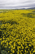 صورة Coreopsis calliopsidea (DC.) A. Gray