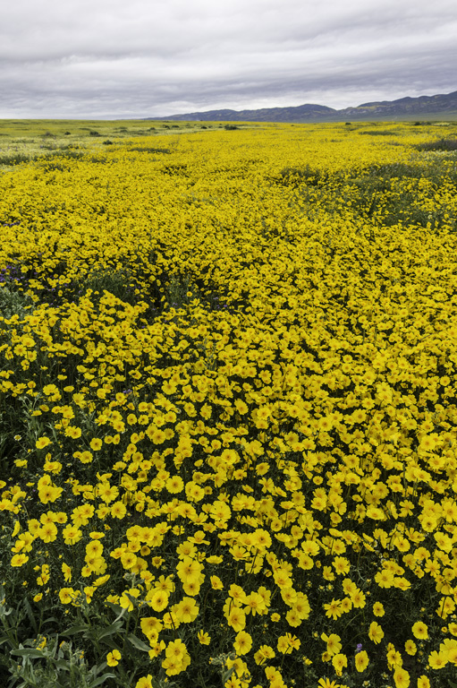 صورة Coreopsis calliopsidea (DC.) A. Gray