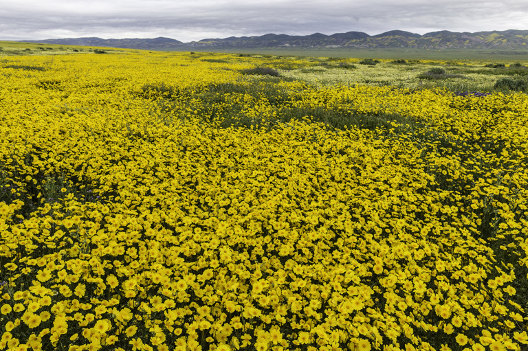 صورة Coreopsis calliopsidea (DC.) A. Gray