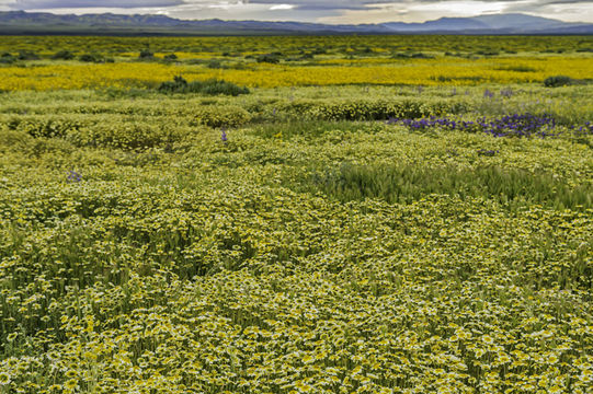 Lasthenia ferrisiae Ornduff resmi