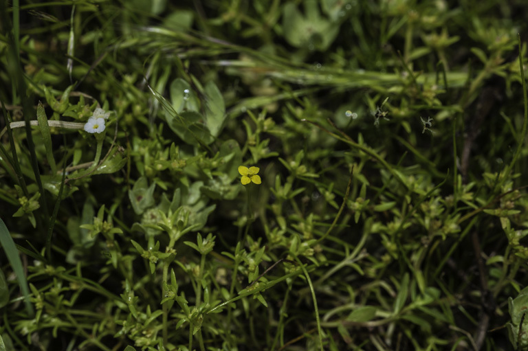 Image of Oregon Timwort