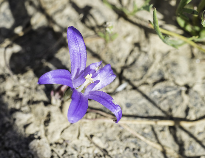 Image of dwarf brodiaea