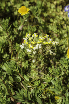 Image de Castilleja campestris (Benth.) T. I. Chuang & L. R. Heckard