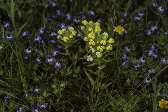 Image de Castilleja campestris (Benth.) T. I. Chuang & L. R. Heckard