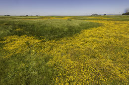 Image of Fremont's goldfields