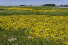 Image of Fremont's goldfields