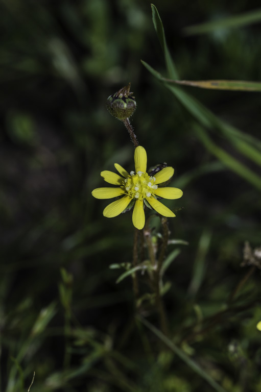 Plancia ëd Blennosperma nanum (Hook.) Blake