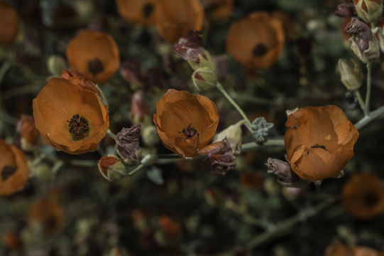 Image of desert globemallow