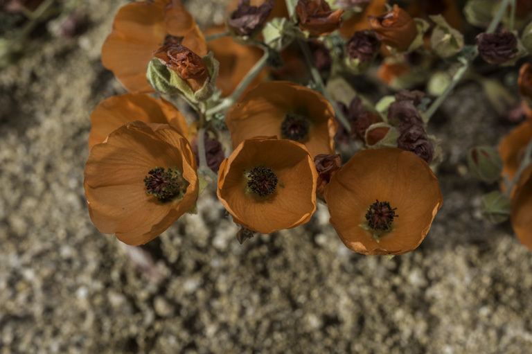 Image of desert globemallow