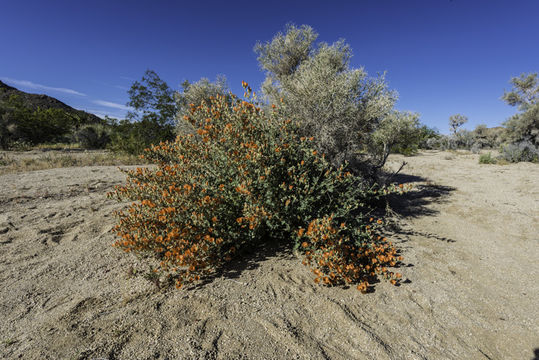 Image of desert globemallow