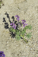 Image of Arizona lupine