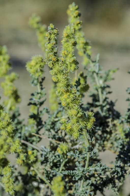 Ambrosia dumosa (A. Gray) Payne的圖片