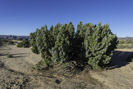 Imagem de Juniperus californica Carrière