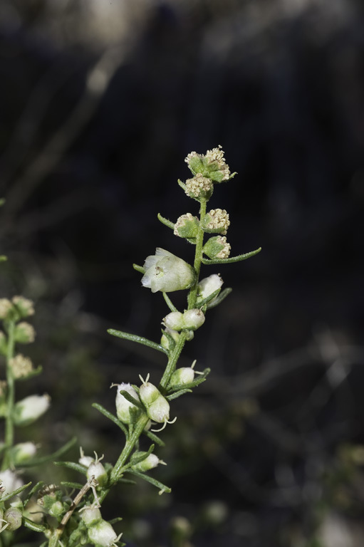 Image of burrobrush