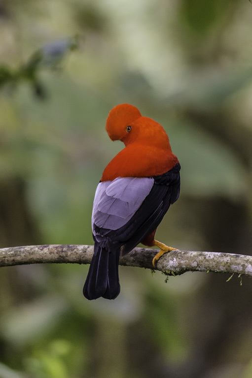 Image of Andean Cock-of-the-rock