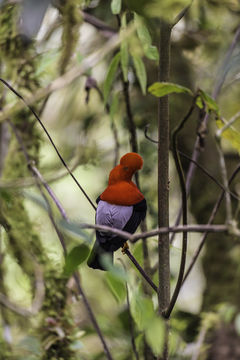 Image of Andean Cock-of-the-rock