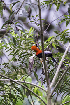 Rupicola peruvianus (Latham 1790) resmi