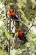 Rupicola peruvianus (Latham 1790) resmi