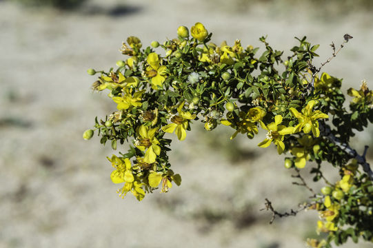 Image de Larrea tridentata (Sesse & Moc. ex DC.) Coult.