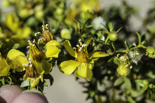 Image de Larrea tridentata (Sesse & Moc. ex DC.) Coult.