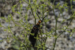 Image of Master Blister Beetle