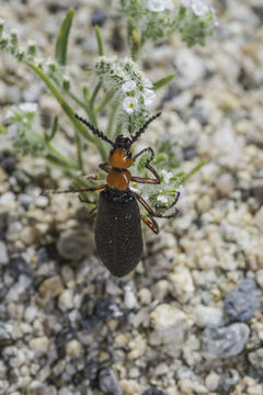 Image of Master Blister Beetle