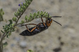 Image of Master Blister Beetle