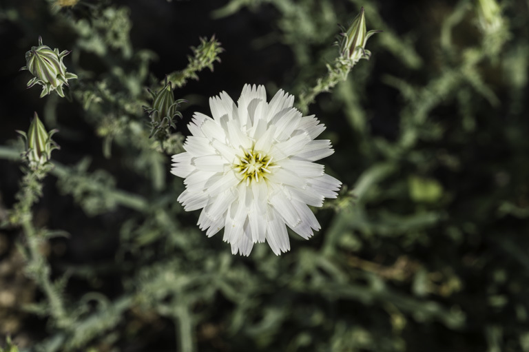 Image of New Mexico plumeseed