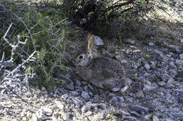 Imagem de Sylvilagus audubonii (Baird 1858)