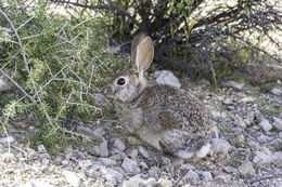 Image of Audubon's Cottontail