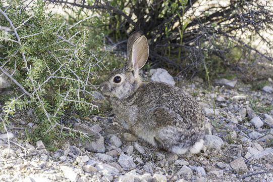 Слика од Sylvilagus audubonii (Baird 1858)