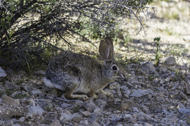 Image of Audubon's Cottontail